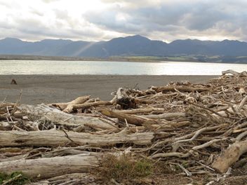 driftwood